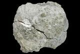 Keokuk Red Rind Geode with Pyrite - Iowa #165761-1